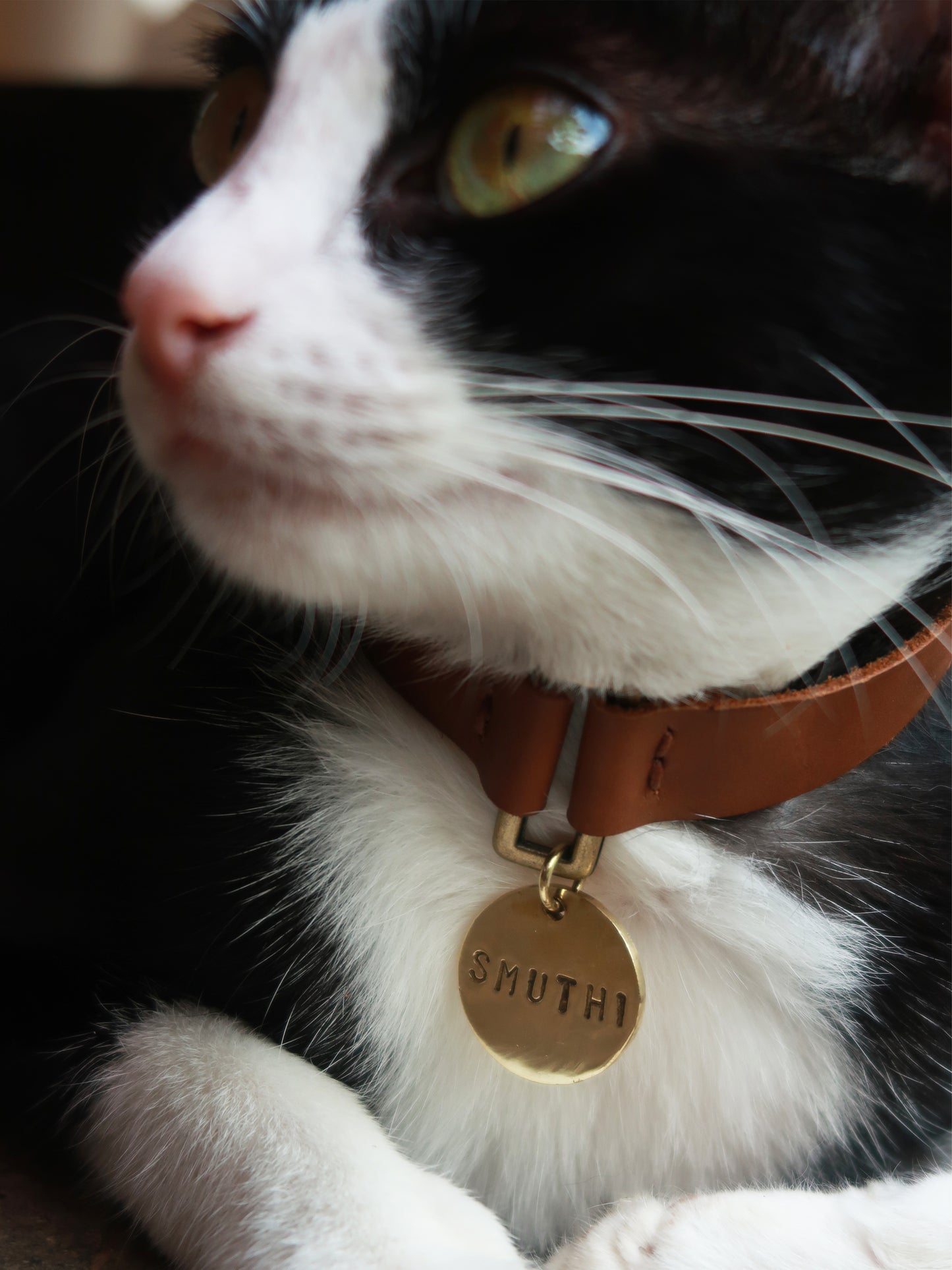 MEDIVIDI ✕ NOMADE Leather - Tag It Pet Collar